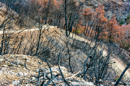 Charred trees and scorched earth line a dirt path after a wildfire near Marathon Lake, showing destruction and resilience in nature.の写真素材