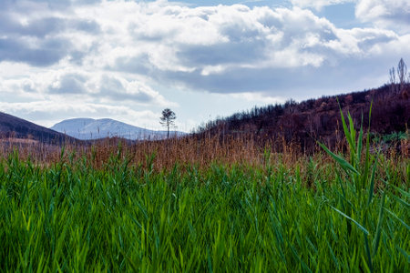 Vibrant green reeds emerge in the foreground of a fire-damaged valley near Marathon Lake, showing contrast between destruction and renewal.の写真素材