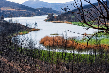 Charred branches from a wildfire frame Marathon Lake, where green vegetation begins to return, symbolizing recovery and environmental renewal.の写真素材