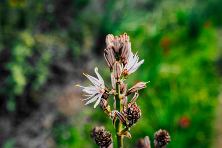 Macro photo of a blooming asphodel flower with striped buds, captured in the natural habitat of Vourkari Wetland, Greece.の写真素材