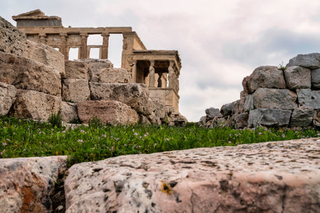 A close view of yellow wildflowers blooming near the Erechtheion temple on the Acropolis, with Caryatid statues rising in the background.の写真素材