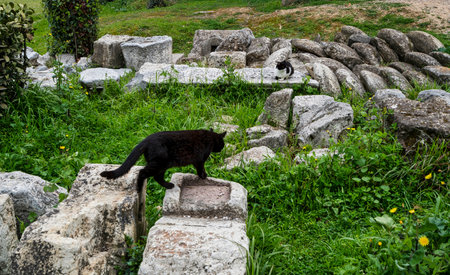 A black cat walks on ancient stone remains while another watches nearby in the lush archaeological ruins of Athens Agora.の写真素材
