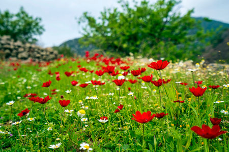 Colorful wildflowers cover a grassy hillside path beside a rustic stone wall, surrounded by trees and mountain scenery in spring.の写真素材