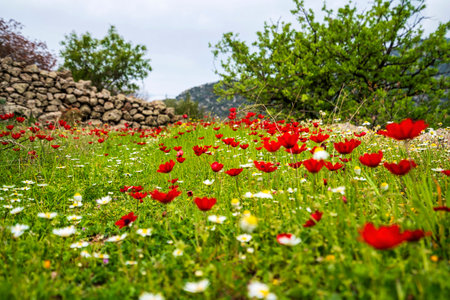 Colorful wildflowers cover a grassy hillside path beside a rustic stone wall, surrounded by trees and mountain scenery in spring.の写真素材