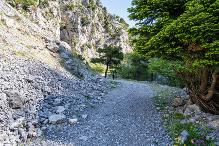 Back view of solitary trekker walking rocky streambed of Agali Gorge on Mt Dirfi, morning light beneath towering plane tree.の写真素材