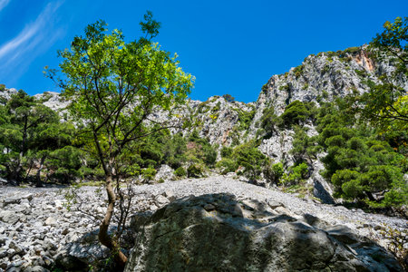 Rocky tree-lined gorge on Mt Dirfi, Evia, with dappled sunlight, plane trees and tranquil gravel path for hikers, springtime escape.の写真素材