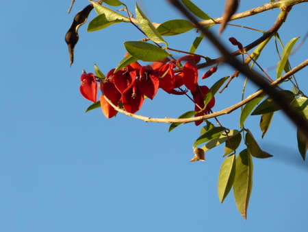 Ceiboの写真素材