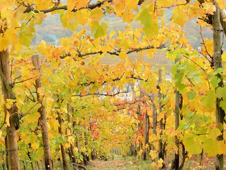 German Vineyard in Octoberの写真素材