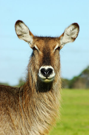 A female waterbuck head portrait watching other waterbucks in a game park in South Africaの写真素材