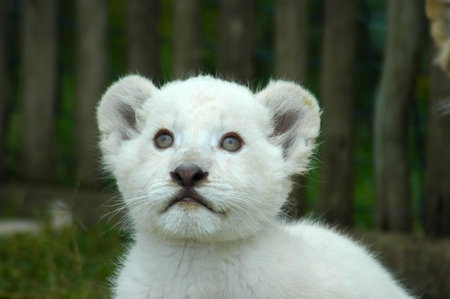 A seven weeks old cute rare white lion cub head portrait watching other white lion cubs in a game park in South Africaの写真素材