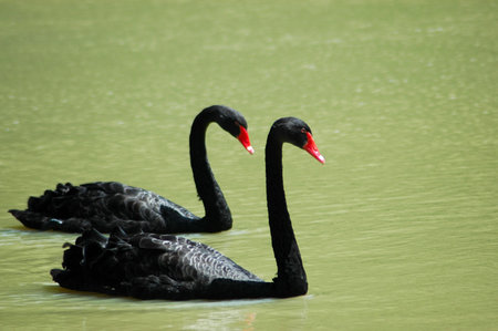 Two black swan birds swimming in a dirty lakeの写真素材