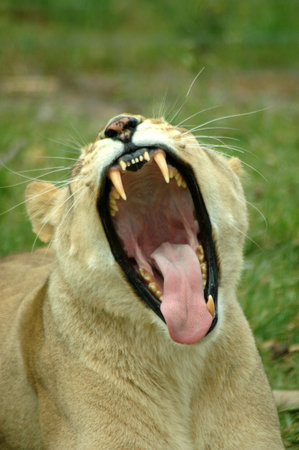 A young lioness showing teeth by yawning in a game park in South Africaの写真素材