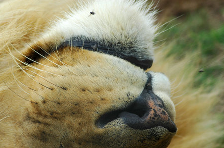 A closeup of a nose of a lion male resting and sleeping in a game park in South Africaの写真素材