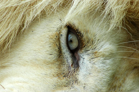 The blue eye of a very rare white lion in a game park in South Africaの写真素材