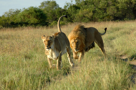 A lion chasing a lioness in a game park in South Africaの写真素材