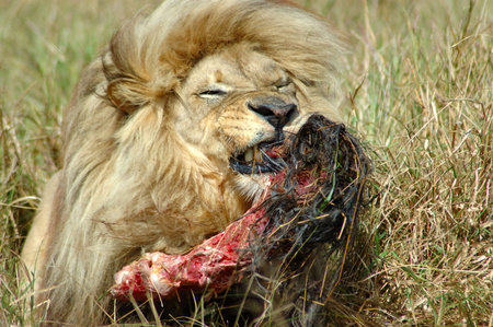 A lion male with a big mane eating his kill in a game park in South Africa A lion male with a big mane eating his kill in a game park in South Africa