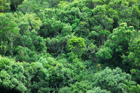 Background of green trees of a healthy rainforest