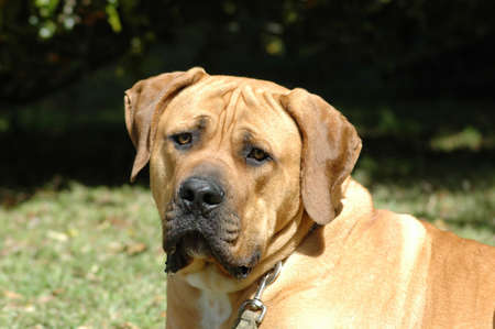 A strong Boerboel dog male head portrait watching his master on a field in South Africaの写真素材