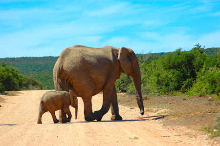An active African elephant mother and  calf are walking next to a water hole in a game park in South Africa while the herd of other elephants are waitingの写真素材