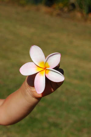 White hand of a little caucasian child with a Frangipani flower in the garden in summertime の写真素材