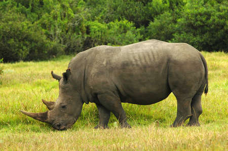 White Rhinoceros - Witrenoster (Ceratotherium simum) watching other rhinoceroses and grazing in a game park in South Africa. This Rhino has got a big hornの写真素材