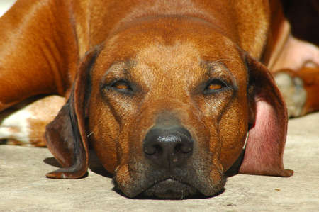 A beautiful red wheaten Rhodesian Ridgeback hound dog head portrait with bored expression in face の写真素材