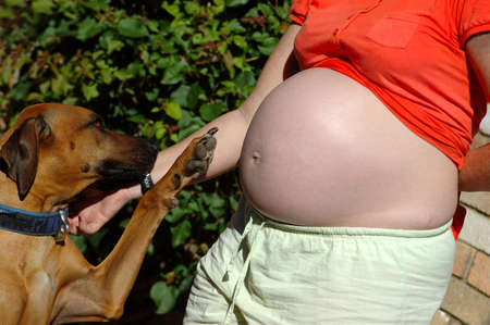 A beautiful Rhodesian Ridgeback hound dog pet giving a paw to the white belly of a caucasian pregnant woman outdoors in summerの写真素材