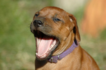 A beautiful little Rhodesian Ridgeback hound puppy dog head portrait with tired expression in the...