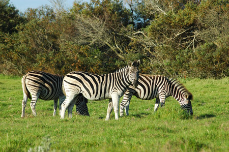 A herd of three zebras grazing in a game park in South Africa の写真素材