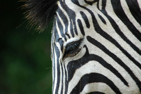 A closeup of a wet zebra eye in rainの写真素材