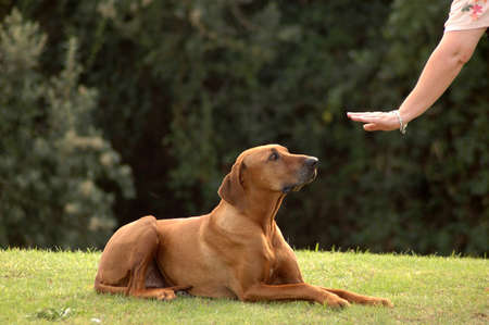 A white hand of a caucasian woman showing her obedient Rhodesian Ridgeback hound dog with cute expression in the face the sign for DOWN outdoors in the park の写真素材