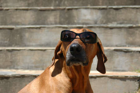 A beautiful and funny Rhodesian Ridgeback hound dog head portrait with sunglasses watching other dogs and sitting on steps in the summer heat during holidays の写真素材