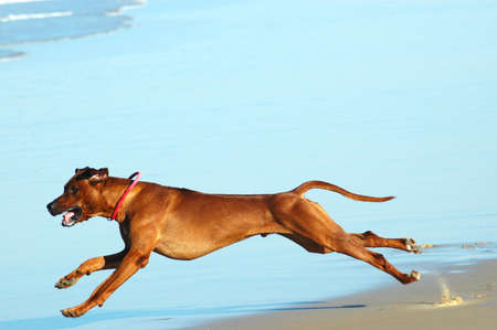A beautiful active African male Rhodesian Ridgeback hound dog with happy expression in the face...