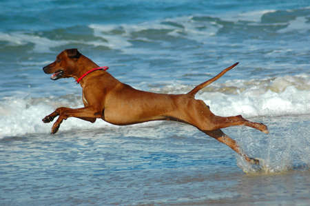 A beautiful active African male Rhodesian Ridgeback hound dog with happy expression in the face playing wild by jumping and running fast in the sea on the beach in South Africa in summertime の写真素材