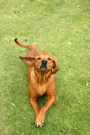 A full body of a beautiful Rhodesian Ridgeback hound dog with cute expression in the face and funny flying ear standing up to the side lying on the grass and watching outdoorsの写真素材
