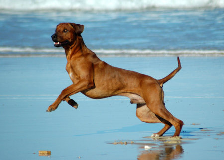 A beautiful active African male Rhodesian Ridgeback hound dog with happy expression in the face playing wild by jumping and running fast in the sea on the beach in South Africa in summertimeの写真素材