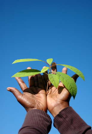 Two young black hands of an African American woman holding the green leaves of a well growing Avocado plant in front of blue sky background outdoors in spring の写真素材