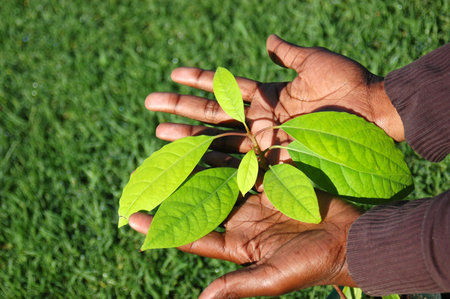 Two young black hands of an African American woman holding the green leaves of a well growing Avocado plant with grass background outdoors in spring の写真素材