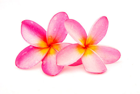 Two beautiful wet pink Frangipani flower blossoms isolated on white backgroundの写真素材