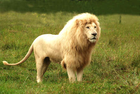 Full body of an African rare white lion with big mane standing in the bushes and staring with alert facial expression in a game park in South Africa の写真素材