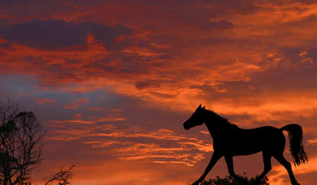 A beautiful sunrise with red sky background and a black horse silhouetteの写真素材