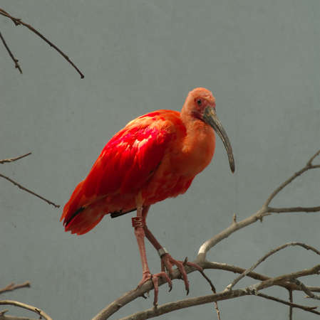 redbirdの写真素材