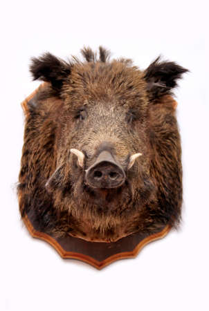 stuffed wild pig head on whiteの写真素材