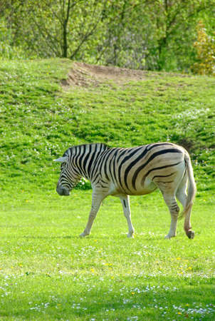 zebras on a background of a beautiful landscapeの写真素材