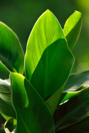 A few green leavesの写真素材