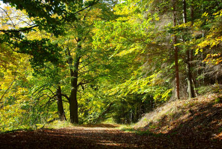 The path in the forest