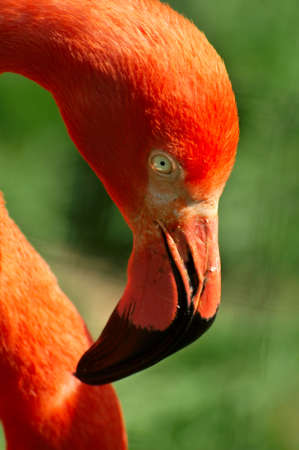 Close up of a pink flamingo at the zooの写真素材