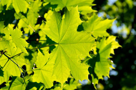 Green leavesの写真素材