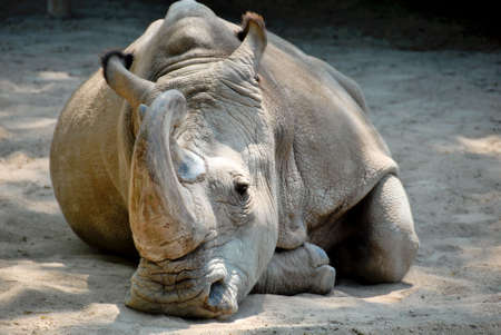 Rhinoceros with crooked hornの写真素材