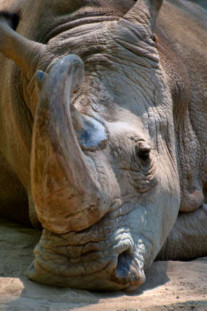 Rhinoceros with crooked hornの写真素材